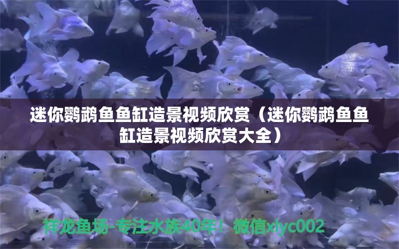 迷你鹦鹉鱼鱼缸造景视频欣赏（迷你鹦鹉鱼鱼缸造景视频欣赏大全） 鹦鹉鱼