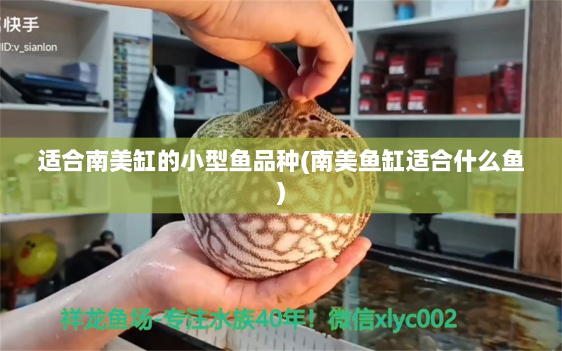 适合南美缸的小型鱼品种(南美鱼缸适合什么鱼) 潜水泵