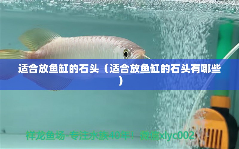 适合放鱼缸的石头（适合放鱼缸的石头有哪些） 祥龙水族医院