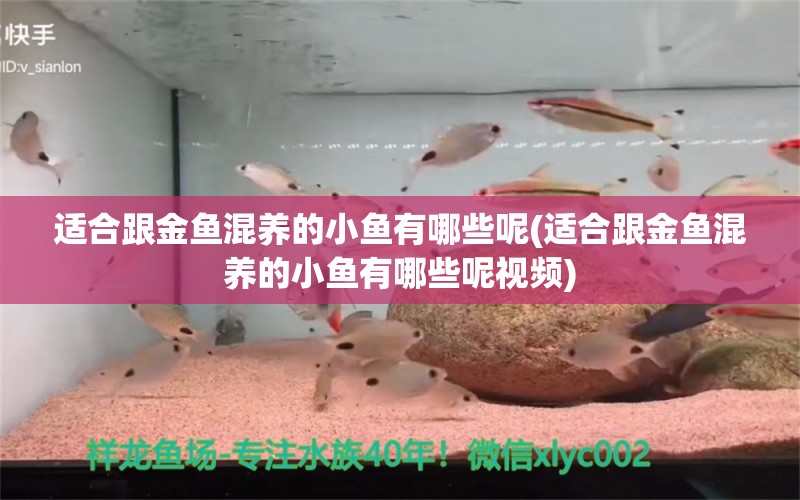 适合跟金鱼混养的小鱼有哪些呢(适合跟金鱼混养的小鱼有哪些呢视频) 潜水泵