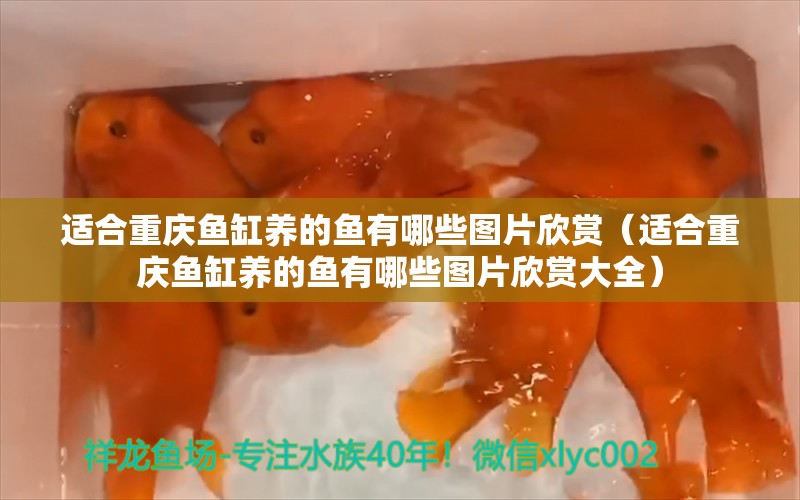 适合重庆鱼缸养的鱼有哪些图片欣赏（适合重庆鱼缸养的鱼有哪些图片欣赏大全）