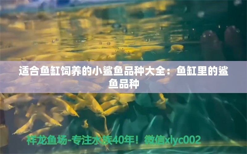 适合鱼缸饲养的小鲨鱼品种大全：鱼缸里的鲨鱼品种 广州水族批发市场