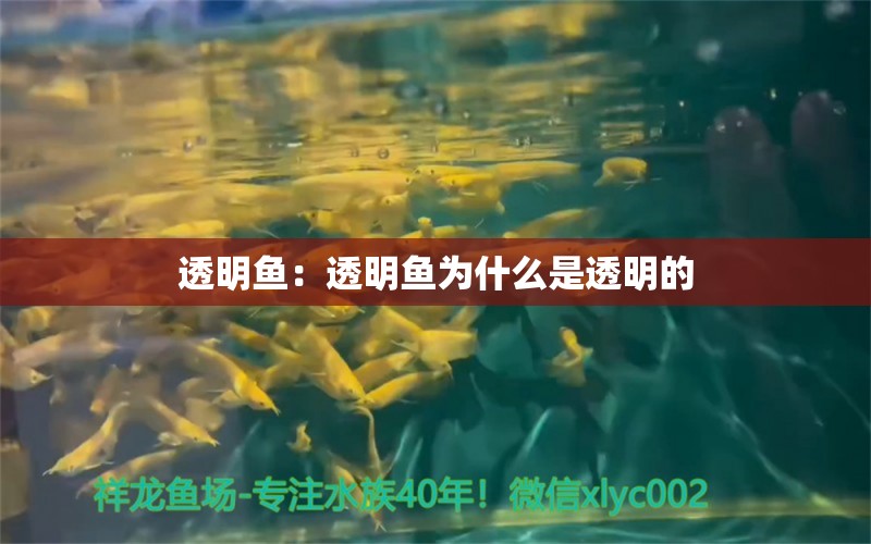 透明鱼：透明鱼为什么是透明的