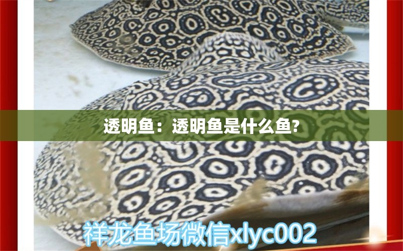 透明鱼：透明鱼是什么鱼? 广州观赏鱼鱼苗批发市场