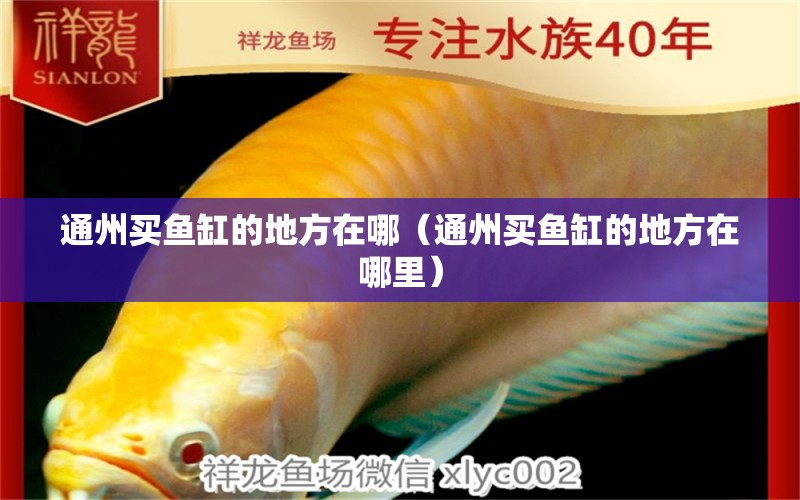 通州买鱼缸的地方在哪（通州买鱼缸的地方在哪里） 祥龙水族医院