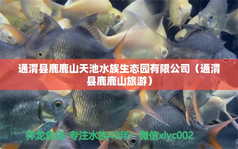 通渭县鹿鹿山天池水族生态园有限公司（通渭县鹿鹿山旅游）