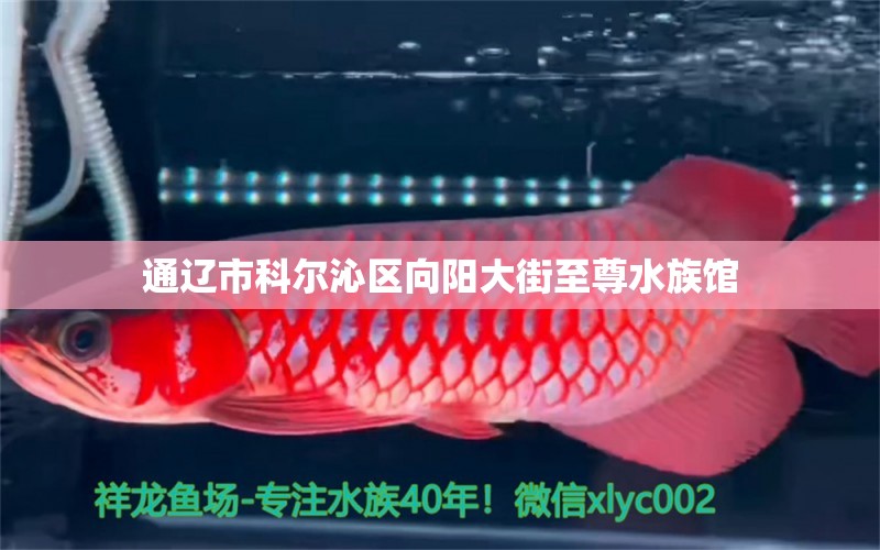 通辽市科尔沁区向阳大街至尊水族馆