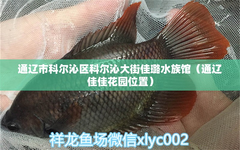 通辽市科尔沁区科尔沁大街佳璐水族馆（通辽佳佳花园位置） 全国水族馆企业名录