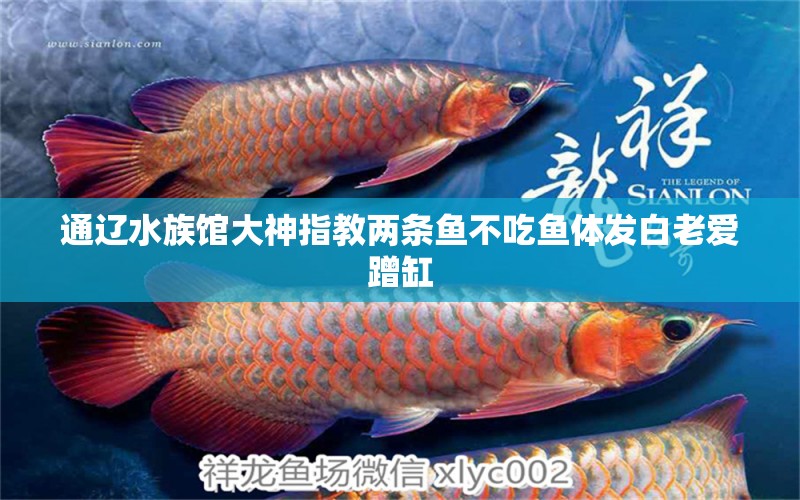 通辽水族馆大神指教两条鱼不吃鱼体发白老爱蹭缸