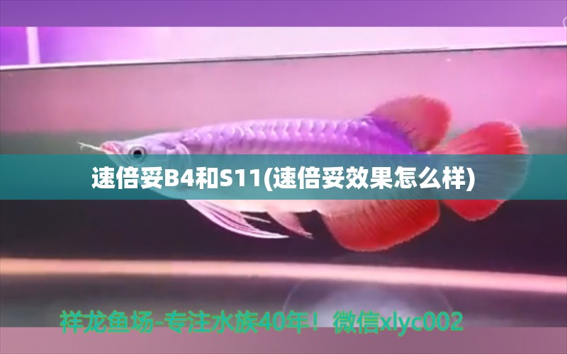 速倍妥B4和S11(速倍妥效果怎么样)