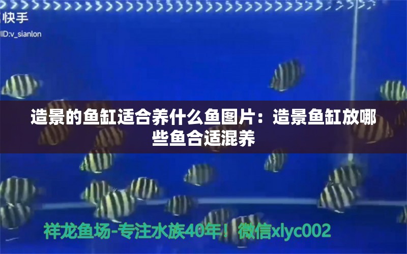 造景的鱼缸适合养什么鱼图片：造景鱼缸放哪些鱼合适混养