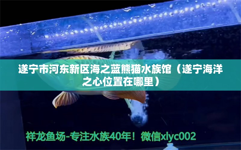 遂宁市河东新区海之蓝熊猫水族馆（遂宁海洋之心位置在哪里） 全国水族馆企业名录