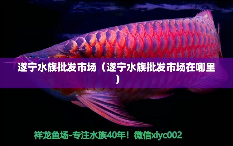 遂宁水族批发市场（遂宁水族批发市场在哪里） 观赏鱼水族批发市场