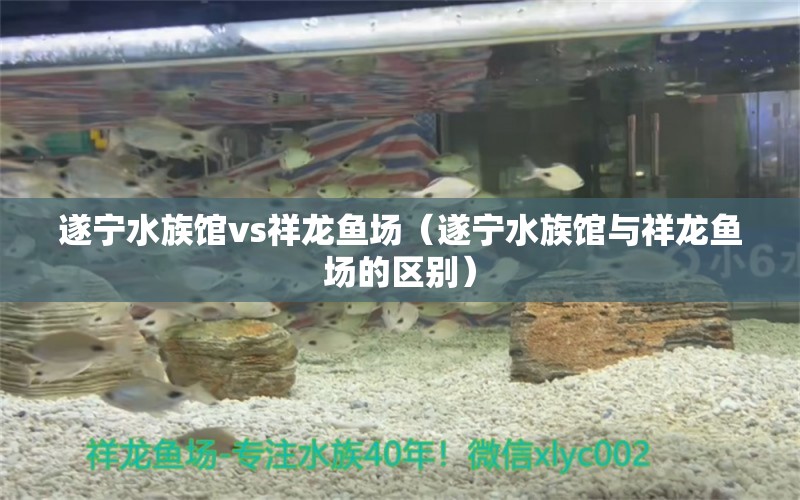 遂宁水族馆vs祥龙鱼场（遂宁水族馆与祥龙鱼场的区别）