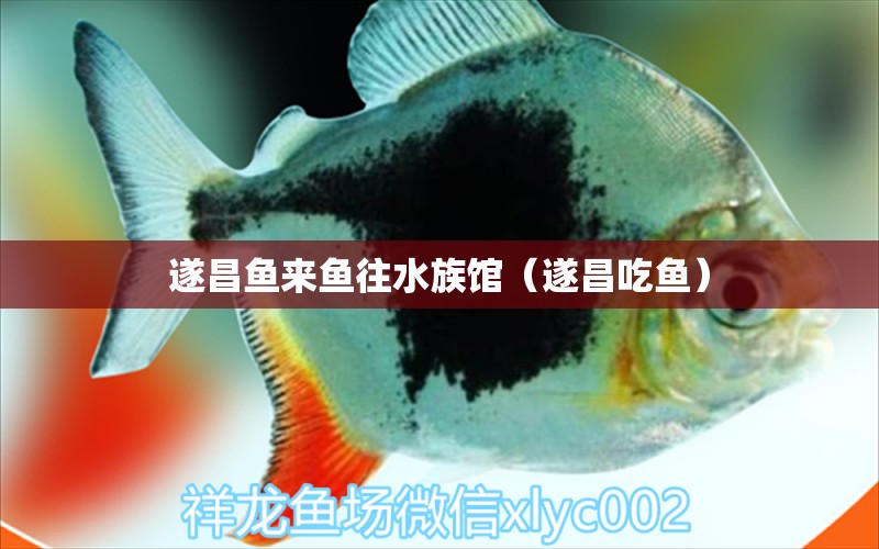 遂昌鱼来鱼往水族馆（遂昌吃鱼）