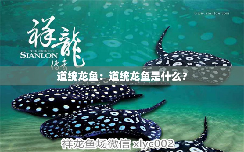 道统龙鱼：道统龙鱼是什么？ 水族问答 第1张