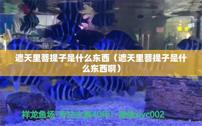 遮天里菩提子是什么东西（遮天里菩提子是什么东西啊） 文玩