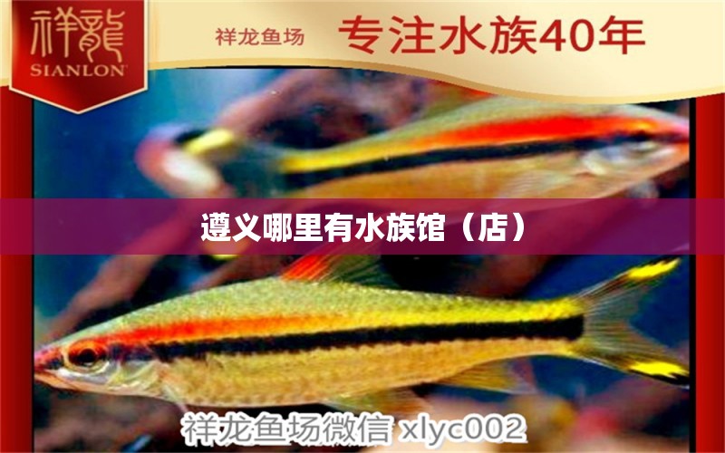 遵义哪里有水族馆（店） 观赏鱼水族批发市场 第1张