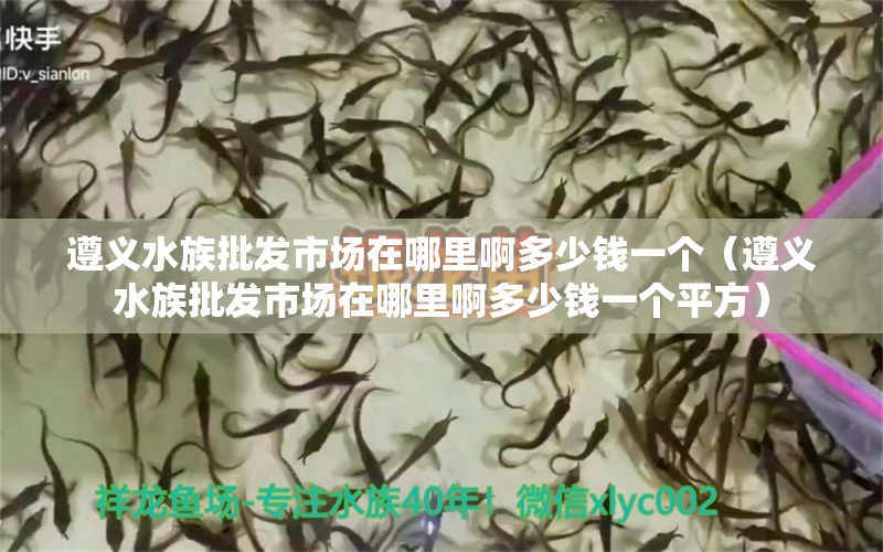 遵义水族批发市场在哪里啊多少钱一个（遵义水族批发市场在哪里啊多少钱一个平方）