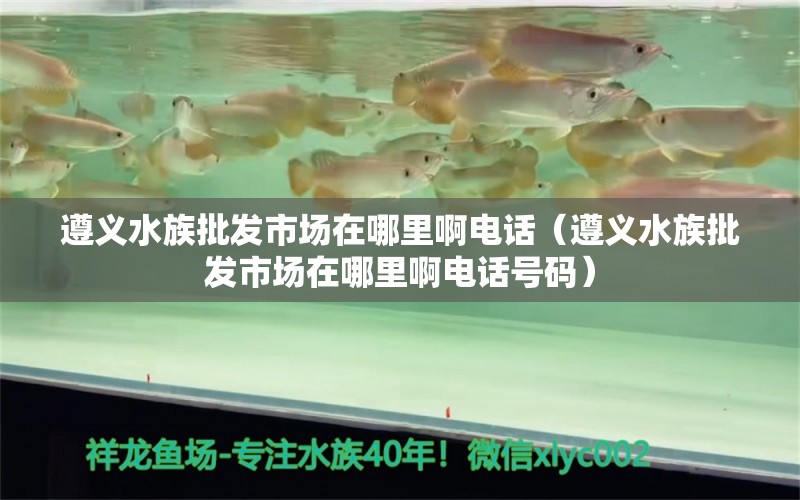 遵义水族批发市场在哪里啊电话（遵义水族批发市场在哪里啊电话号码）