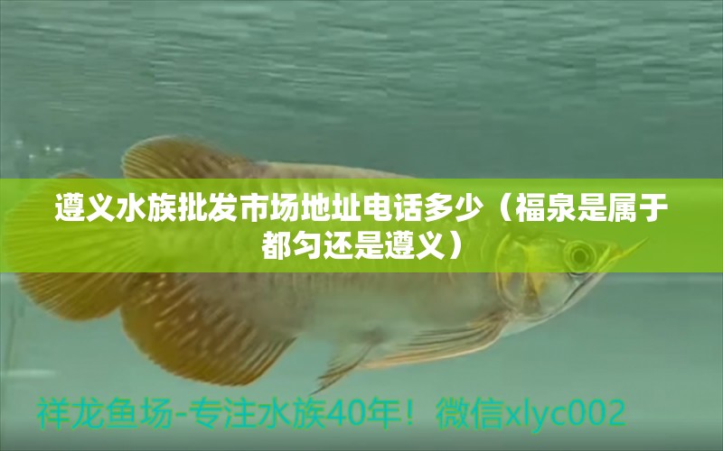 遵义水族批发市场地址电话多少（福泉是属于都匀还是遵义）