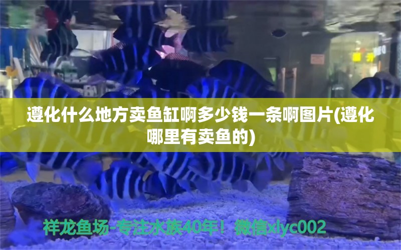 遵化什么地方卖鱼缸啊多少钱一条啊图片(遵化哪里有卖鱼的)