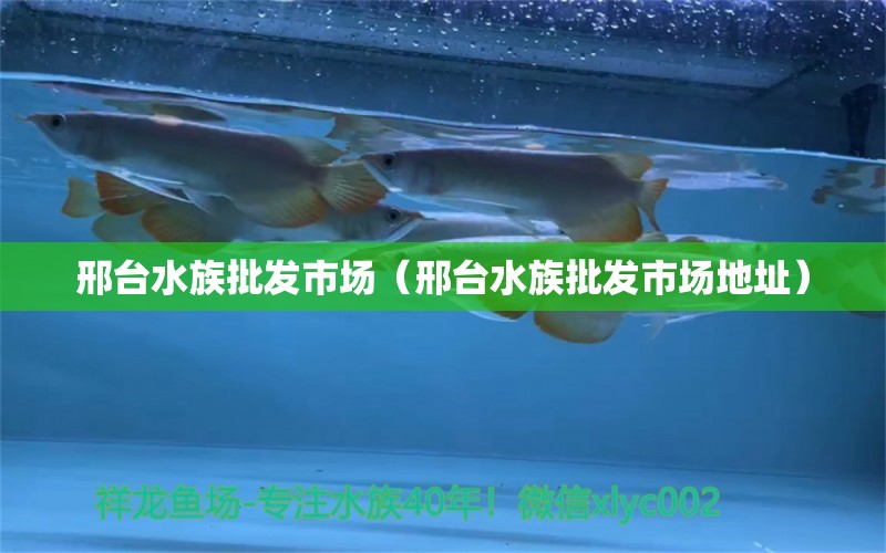 邢台水族批发市场（邢台水族批发市场地址）