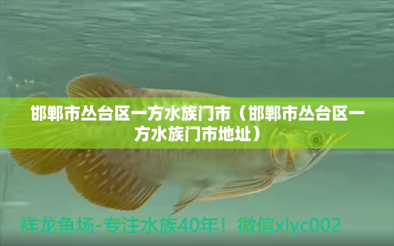 邯郸市丛台区一方水族门市（邯郸市丛台区一方水族门市地址）