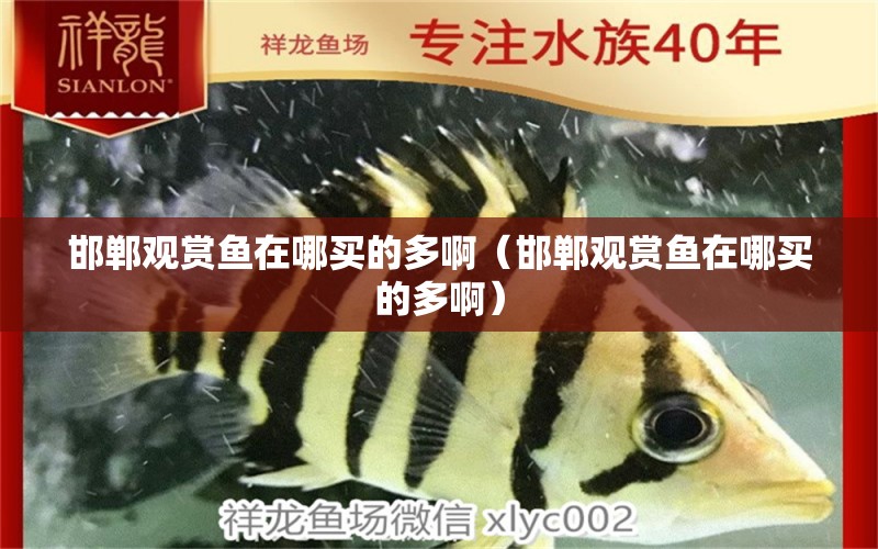 邯郸观赏鱼在哪买的多啊（邯郸观赏鱼在哪买的多啊） 祥龙水族医院