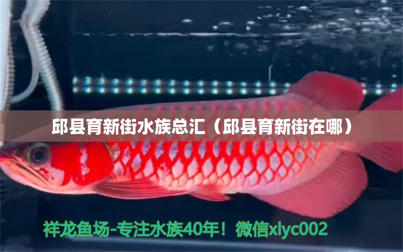 邱县育新街水族总汇（邱县育新街在哪） 全国水族馆企业名录