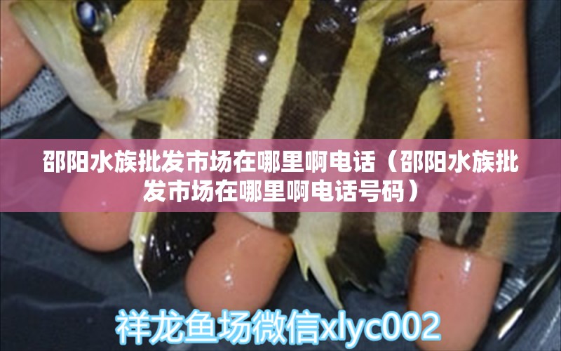 邵阳水族批发市场在哪里啊电话（邵阳水族批发市场在哪里啊电话号码）