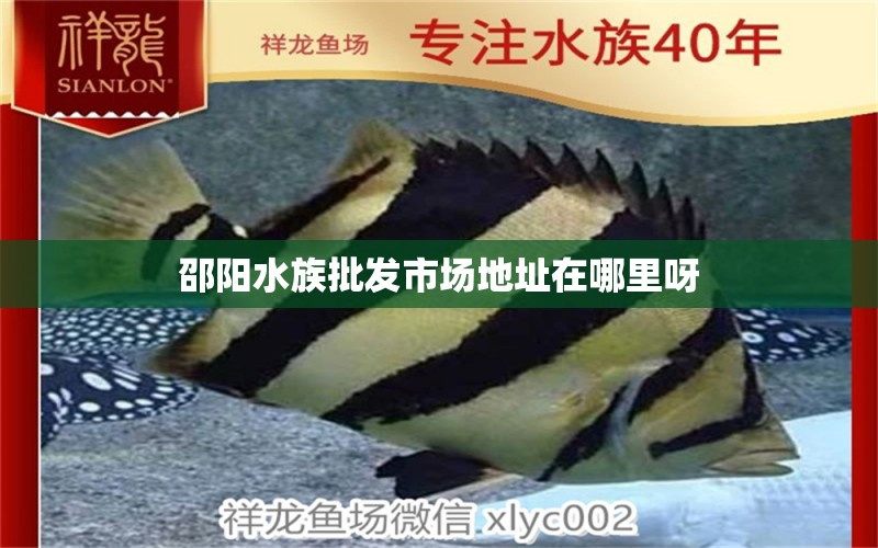 邵阳水族批发市场地址在哪里呀