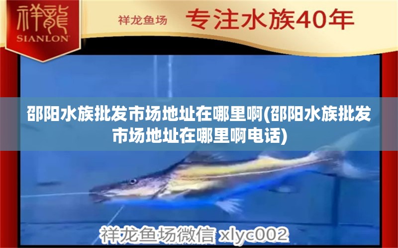 邵阳水族批发市场地址在哪里啊(邵阳水族批发市场地址在哪里啊电话) 观赏鱼水族批发市场