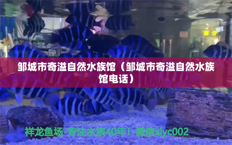 邹城市奇溢自然水族馆（邹城市奇溢自然水族馆电话）