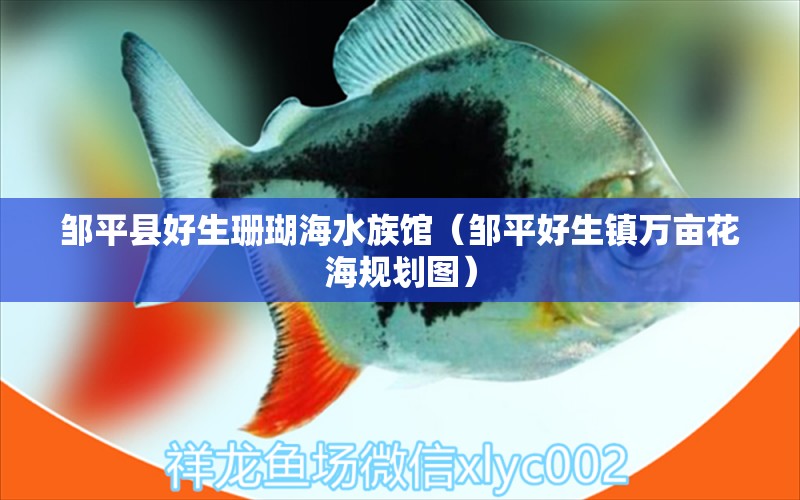 邹平县好生珊瑚海水族馆（邹平好生镇万亩花海规划图）