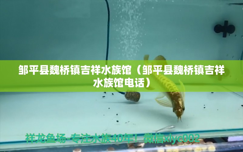 邹平县魏桥镇吉祥水族馆（邹平县魏桥镇吉祥水族馆电话）