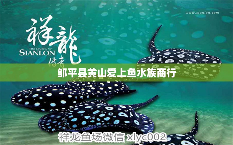 邹平县黄山爱上鱼水族商行