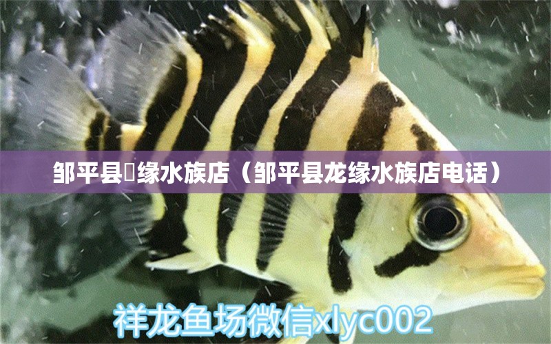 邹平县龍缘水族店（邹平县龙缘水族店电话）