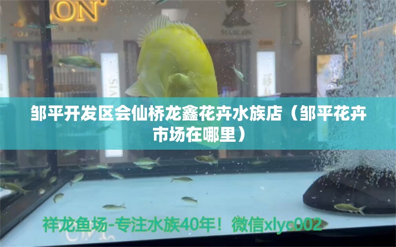 邹平开发区会仙桥龙鑫花卉水族店（邹平花卉市场在哪里） 全国水族馆企业名录