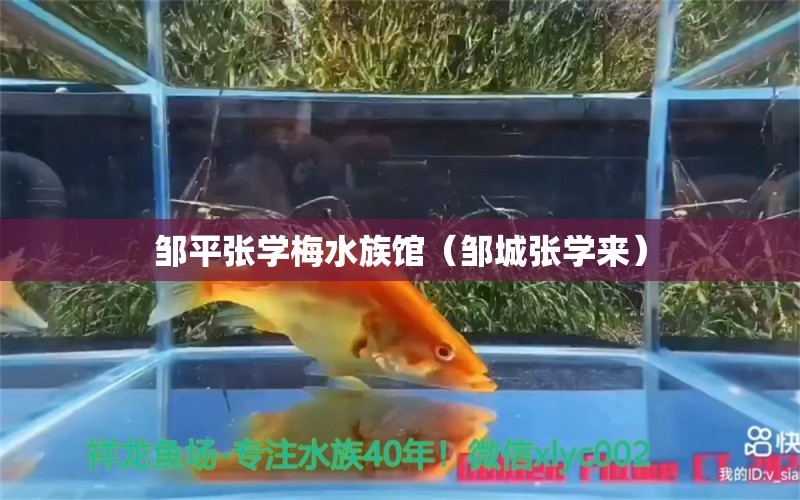 邹平张学梅水族馆（邹城张学来）