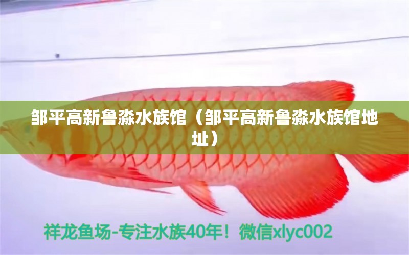 邹平高新鲁淼水族馆（邹平高新鲁淼水族馆地址） 全国水族馆企业名录