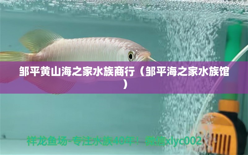 邹平黄山海之家水族商行（邹平海之家水族馆） 全国观赏鱼市场 第2张