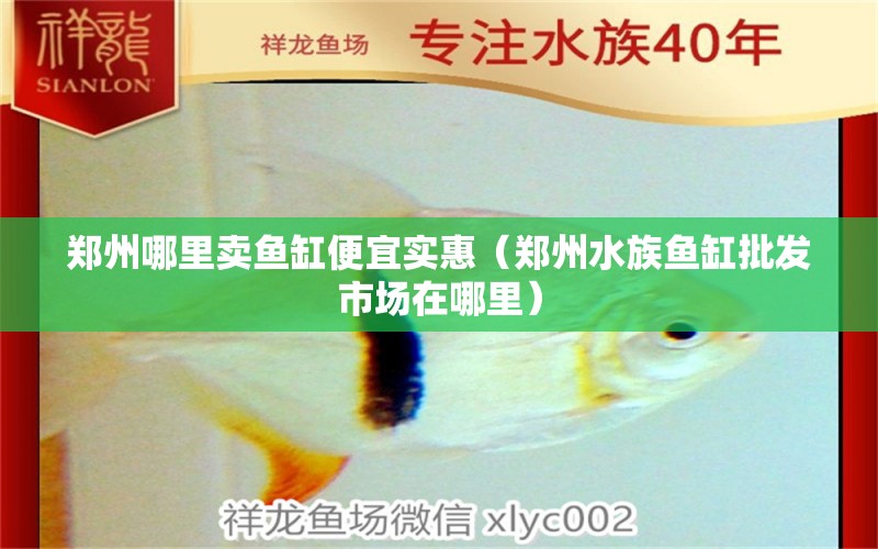 郑州哪里卖鱼缸便宜实惠（郑州水族鱼缸批发市场在哪里）