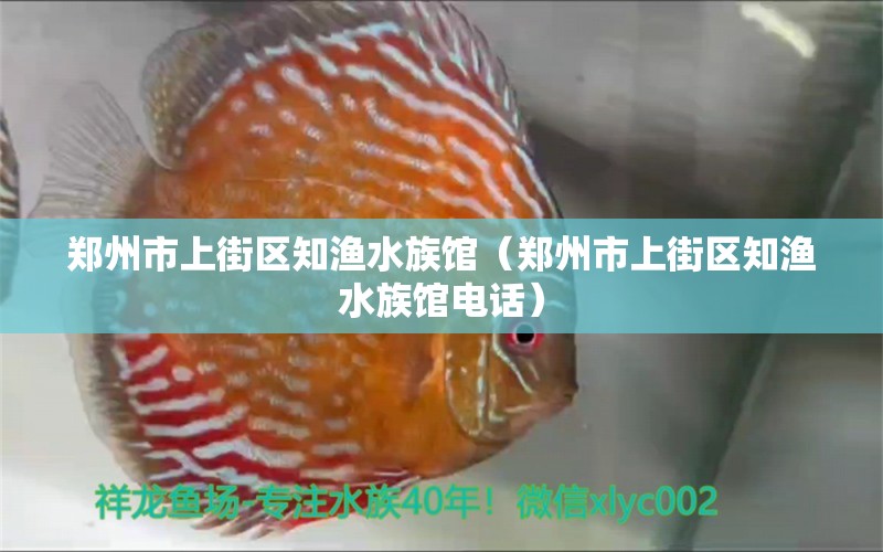 郑州市上街区知渔水族馆（郑州市上街区知渔水族馆电话）