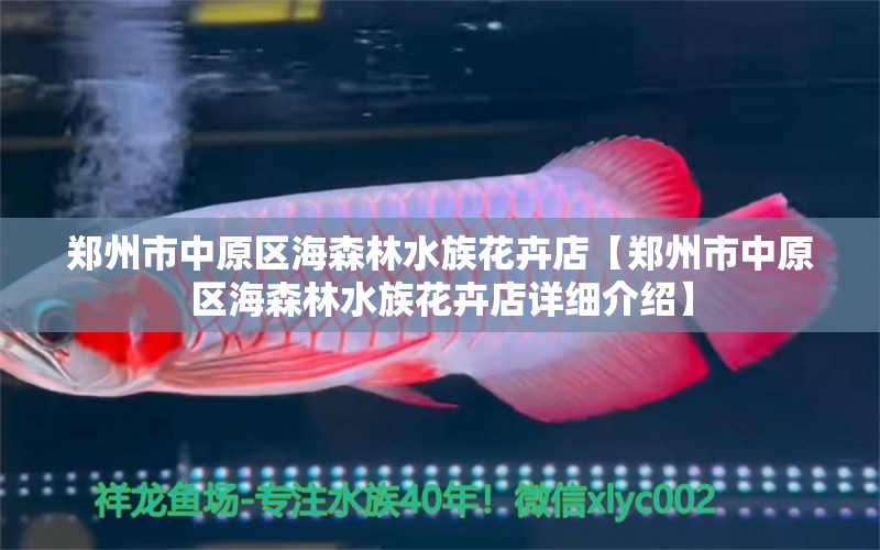 郑州市中原区海森林水族花卉店【郑州市中原区海森林水族花卉店详细介绍】 全国观赏鱼市场 第2张