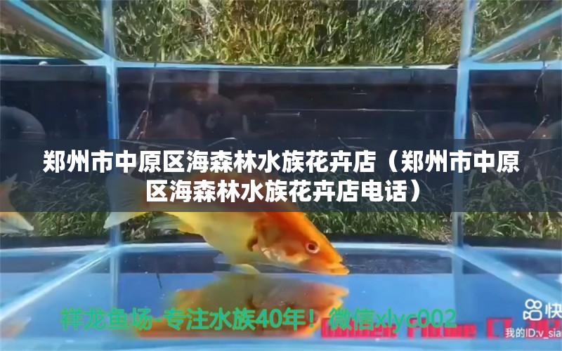 郑州市中原区海森林水族花卉店（郑州市中原区海森林水族花卉店电话）