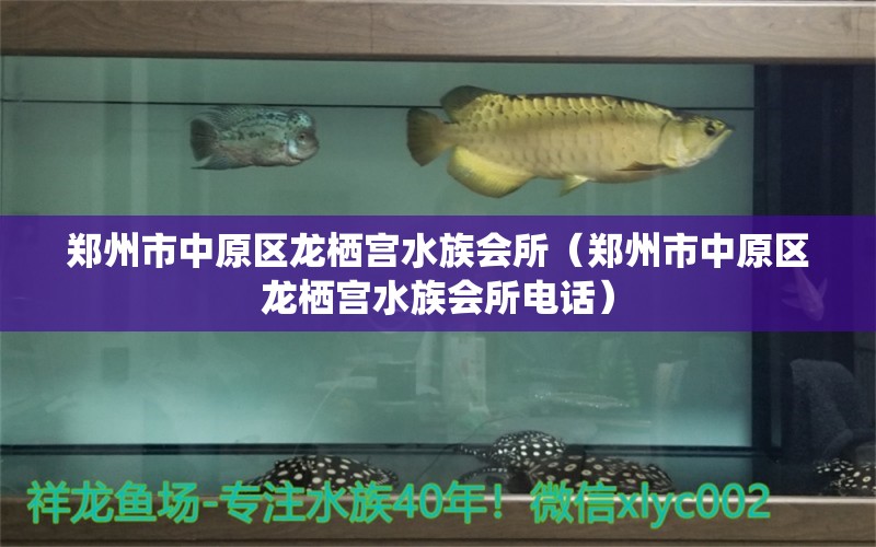 郑州市中原区龙栖宫水族会所（郑州市中原区龙栖宫水族会所电话） 全国水族馆企业名录