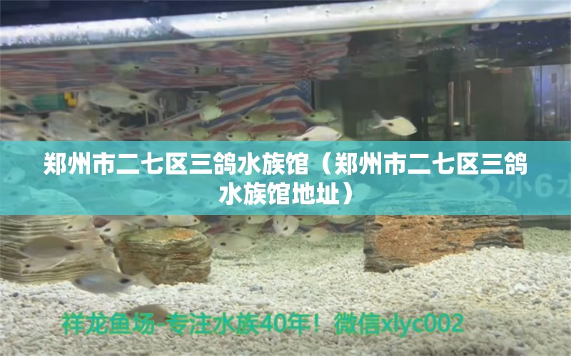 郑州市二七区三鸽水族馆（郑州市二七区三鸽水族馆地址） 全国水族馆企业名录