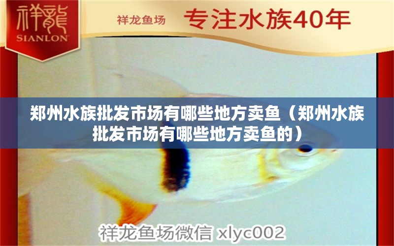 郑州水族批发市场有哪些地方卖鱼（郑州水族批发市场有哪些地方卖鱼的） 养鱼知识 第1张