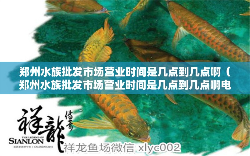 郑州水族批发市场营业时间是几点到几点啊（郑州水族批发市场营业时间是几点到几点啊电话） 新加坡三巴旺